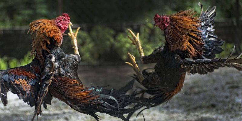 chien-thuat-giu-vung-tam-ly-va-quan-ly-nguon-von-thong-minh