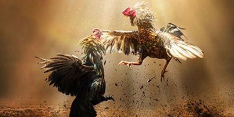 nhung-dac-diem-hinh-the-quyet-dinh-suc-manh-cua-chien-ke-thuc-thu